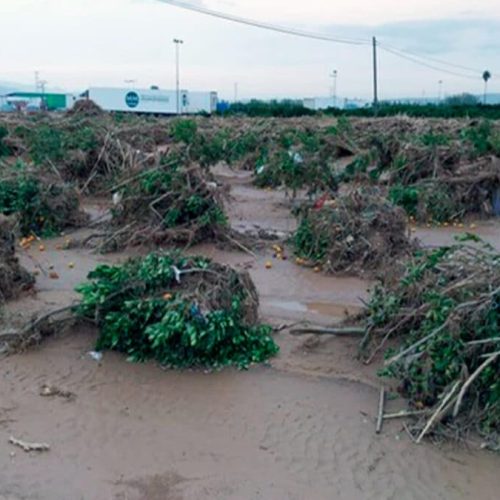 Agroseguro inicia el pago de indemnizaciones por tormentas con más de 32 millones de euros para cultivos herbáceos