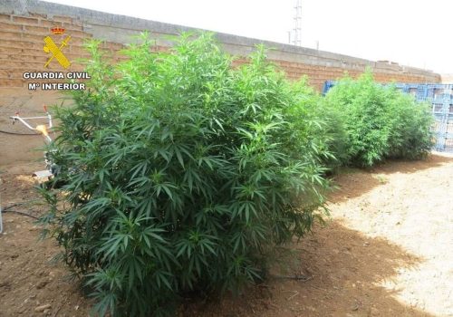 Dos detenidos en Cenizate por cultivar 24 plantas de marihuana y tener un criadero ilegal de gallos de pelea