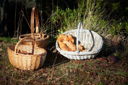 Un placer micológico que sólo puedes vivir en Castilla-La Mancha