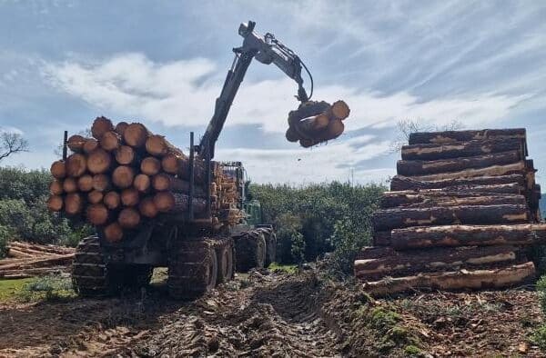 Impulso del gobierno regional en gestión forestal y creación de mancomunidades para competitividad sector forestal
