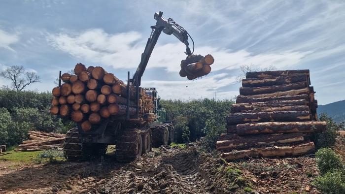 Impulso del gobierno regional en gestión forestal y creación de mancomunidades para competitividad sector forestal