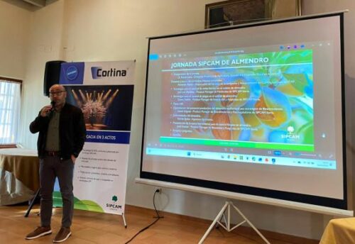 Récord histórico en la cosecha del almendro en Albacete: casi 63.000 toneladas recolectadas