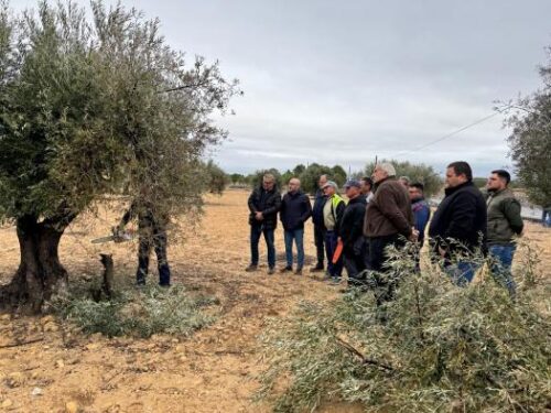 Arranca en Albatana un curso de ‘Poda de olivar’ promovido por el Gobierno de Castilla-La Mancha