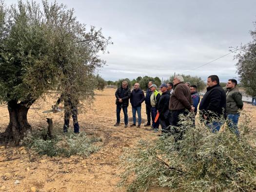Arranca en Albatana un curso de ‘Poda de olivar’ promovido por el Gobierno de Castilla-La Mancha