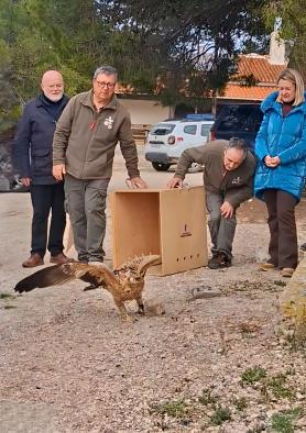 La junta devuelve al medio natural un ejemplar de águila imperial ibérica rehabilitado en Albacete
